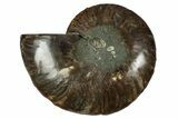 Cut & Polished Ammonite Fossil (Half) - Madagascar #344424-1